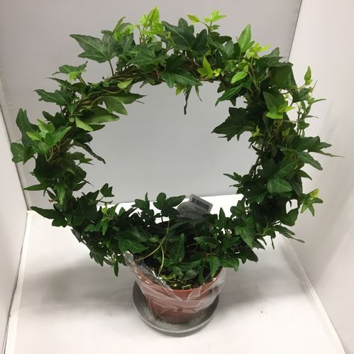 HEDERA BÅGE K:12CM x12