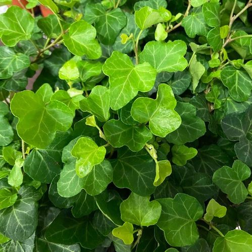 HEDERA PLANT GRÖN K:9CM x18