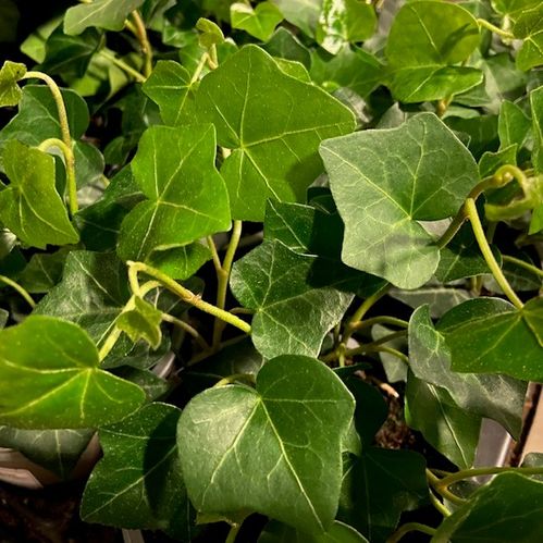 HEDERA HIBERNICA GRÖN UTE x15