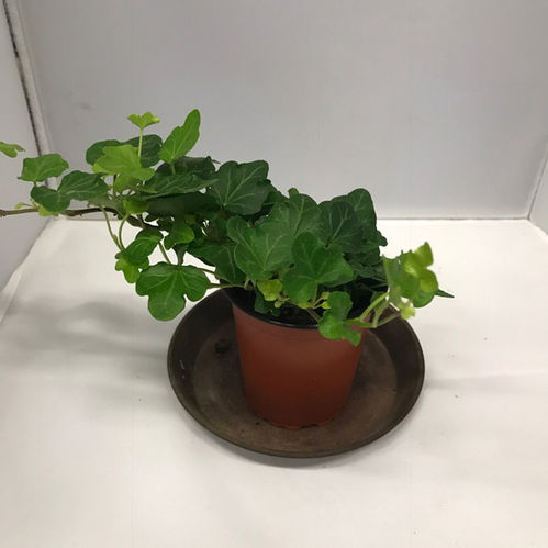 HEDERA PLANT GRÖN x21