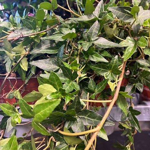 HEDERA GRÖN LÅNGA RANKOR K:13CM x6