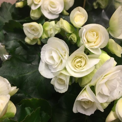 BEGONIA VIT x8