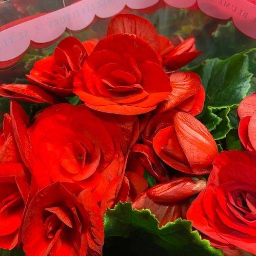 BEGONIA BALADIN RÖD K:14CM x6