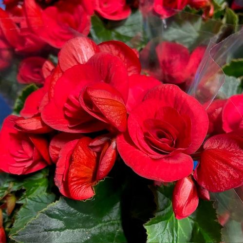 BEGONIA BALADIN RÖD K:13CM x8