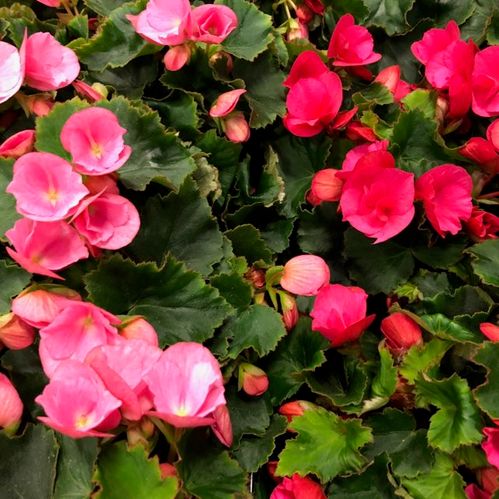 BEGONIA BETULIA MIX x8