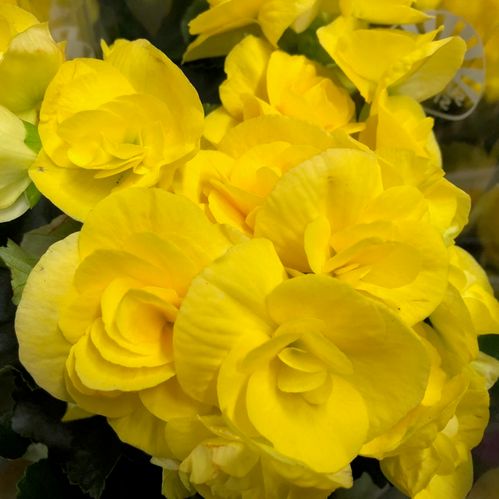 BEGONIA GUL x8