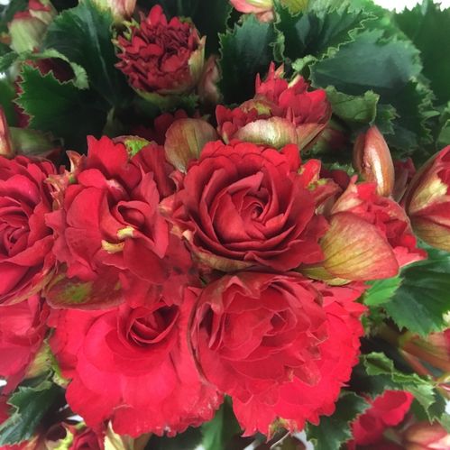BEGONIA GRACE RÖD DUBBEL x6