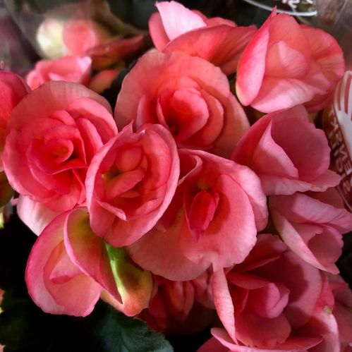 BEGONIA ROSA x6