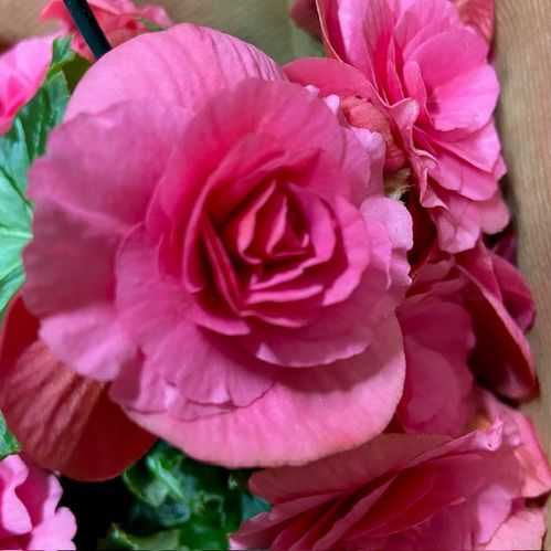 BEGONIA HIEMALIS/BIG FLOWER x8