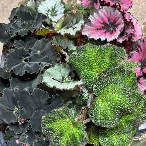 BEGONIA REX MINI MIX x12