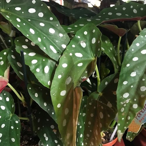 BEGONIA MACULATA DOUBLE DOT K:12CM x6