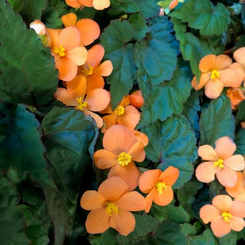 BEGONIA PAPAYA K:10CM x10