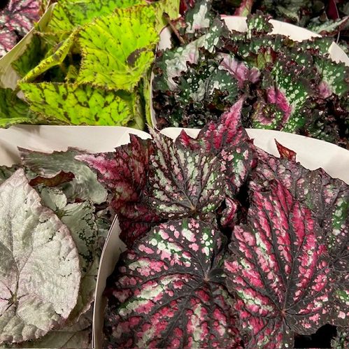 BEGONIA REX K:13CM x6