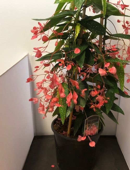 BEGONIA CORRALINA PYRAMID K:19CM