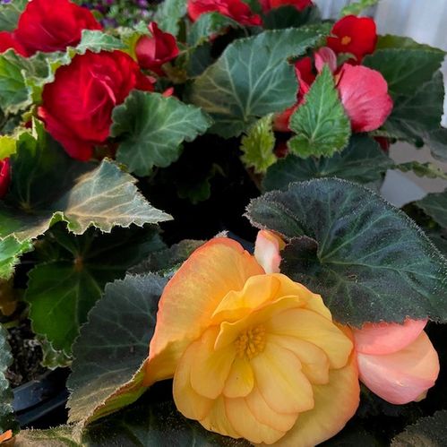 BEGONIA NONSTOP KNÖL MB x10