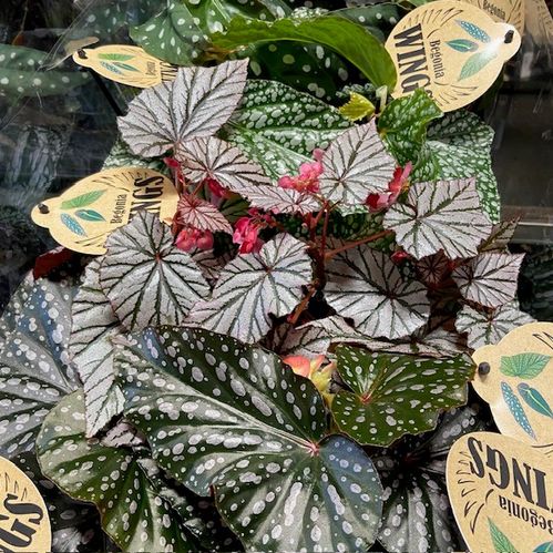 BEGONIA MACULATA WINGS MIX K:12CM x8