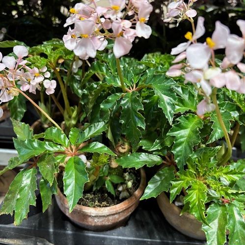 BEGONIA CAOLINE 1 LERKRUKA PATINA K:12CM