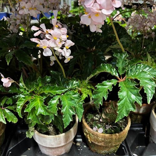BEGONIA CAOLINE 2 LERKRUKA PATINA K:12CM