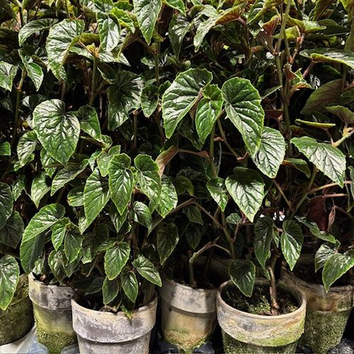 BEGONIA METALLICA LERKRUKA PATINA K:12CM