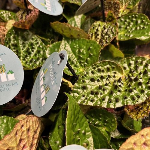 BEGONIA FEROX K:12CM x8