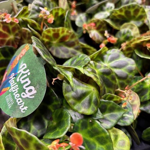 BEGONIA KINGIANA K:12CM x6