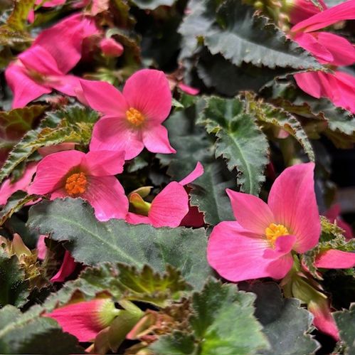 BEGONIA BOLIVIENSIS ANGEL PINK K:12CM x8