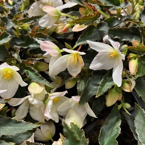 BEGONIA BOLIVIENSIS WHITE/CREAM K:12CM x8