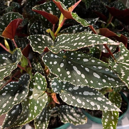 BEGONIA SPOTLIGHT ARVID K:12CM x6