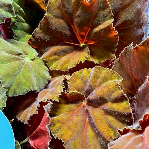 BEGONIA REX AMBER LOVE K:12CM x8