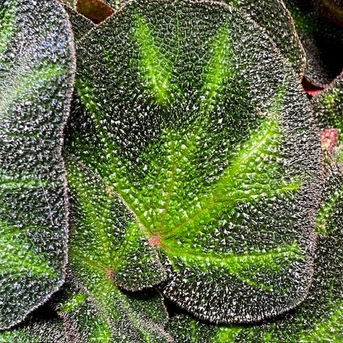BEGONIA HYBRID DECORA K:12CM x8