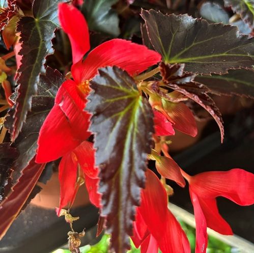 BEGONIA WATERFALL RED K:12CM x8