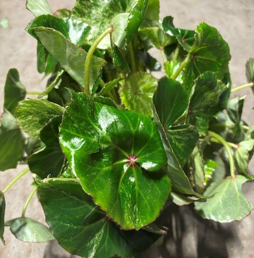 BEGONIA ROUGE VARIEGATA K:13CM x3