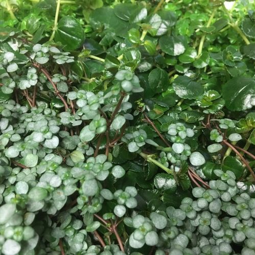 PILEA MIX MINI x12