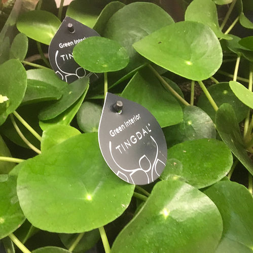 PILEA PEPEROMIODES ELEFANTÖRA K:11CM x8