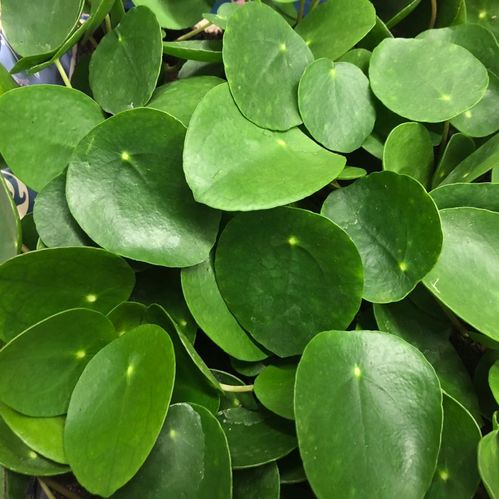 PILEA PEPEROMIOIDES ELEFANTÖRA MINI x12