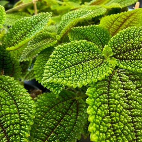 PILEA MOON VALLEY NL MB x6