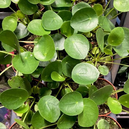 PILEA PEPEROMIODES ELEFANTÖRA K:8CM x18