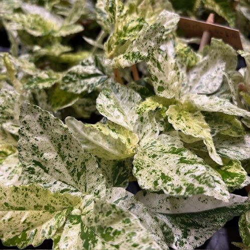 PELLONIA VARIEGATA K:12CM x6
