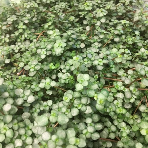 PILEA GLAUCA GRETZY x10