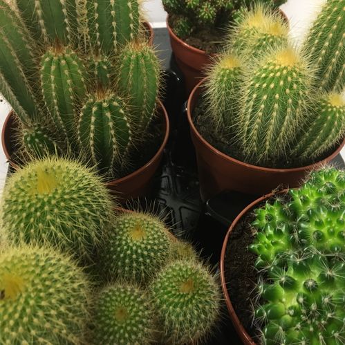 CACTUS MIX K:12CM x9