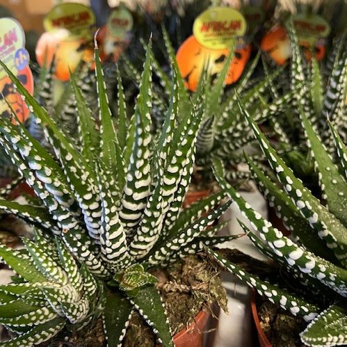 HAWORTHIA BIG BAND K:8CM x12