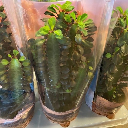 EUPHORBIA TRIGONA RUBRA K:12CM RÖD x6