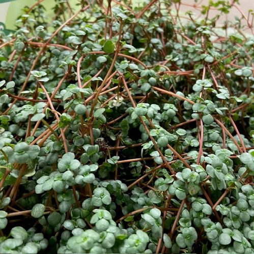 PILEA GRETZY MINI x12