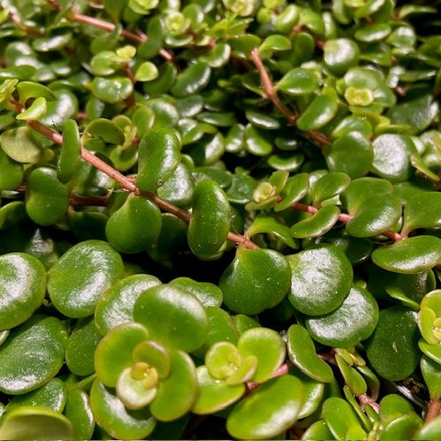 SEDUM MAKINOI MINI x12