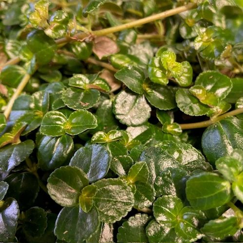 PILEA DEPRESSA MINI x12