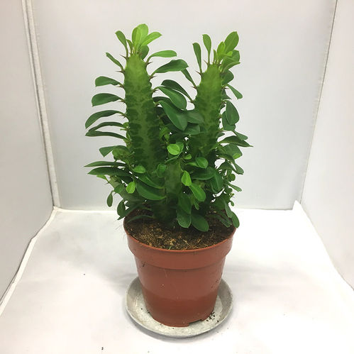 EUPHORBIA TRIGONA GRÖN K:12CM x10
