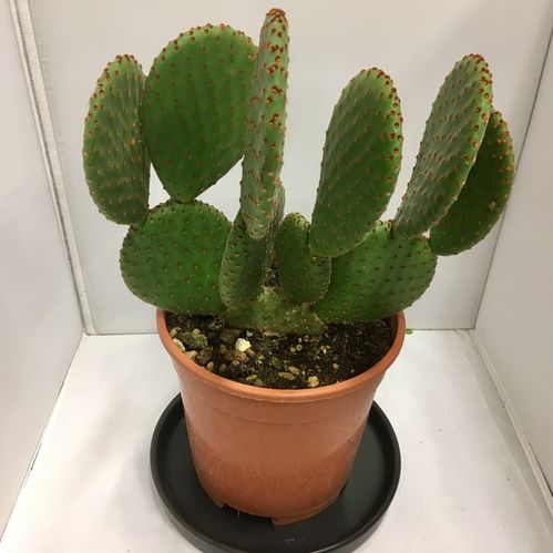 OPUNTIA INDICA K:17CM x6