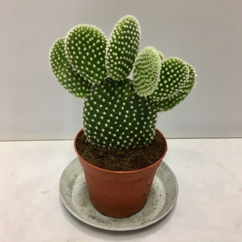 OPUNTIA MICRODASYS K:12CM x10