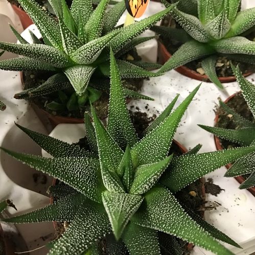 HAWORTHIA LIMIFOLIA/ALBA K:8CM x12