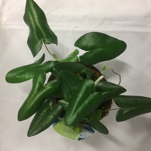 HEMIONITIS HJÄRTBRÄKEN K:12CM x6